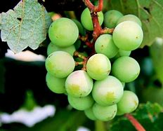 Image result for Grape Bunch