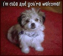 Image result for You're Welcome Cute Animal Meme
