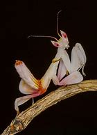 Image result for Beautiful Praying Mantis