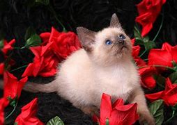 Image result for Valentine Cat Wallpaper