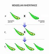 Image result for Genetics Biology Examples