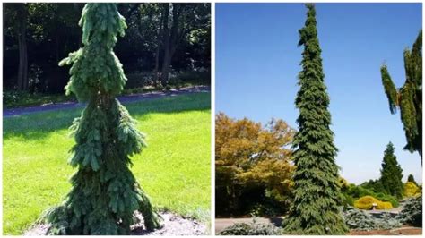 Image result for Alternating Pattern Examples