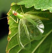 Image result for Snowy Tree Cricket