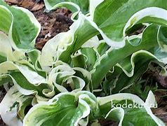 Image result for Hosta Lets Twist Again