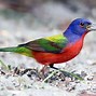 Image result for painted bunting