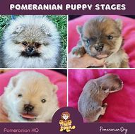 Image result for Pomeranian Stages