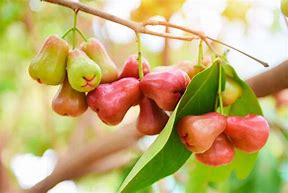 Image result for Rose Apple Tree Lian Wu