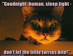 Image result for Goodnight Cat Meme