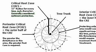 Image result for Pomegranate Tree Growing Zone