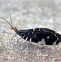 Image result for Australian Pink Lacewing