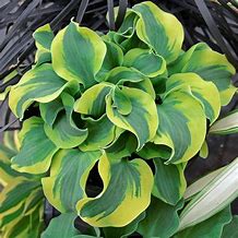Image result for Hosta Ruffled Pole Mouse