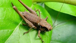 Image result for Crickets Chirping