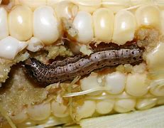 Image result for "fall-armyworm"
