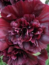 Image result for Alcea rosea Charters Double VIOLET