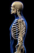 Image result for Human Anatomy Side View