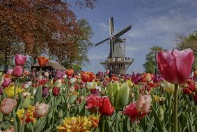 Image result for Holland Tulip Flower Festival