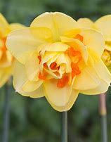 Bildergebnis für Narcissus Tahiti
