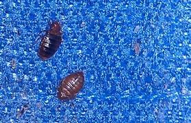 Image result for Bed Bugs Back View