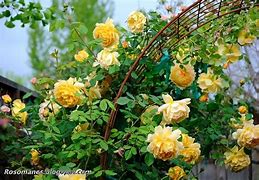 Image result for Golden Celebration Climbing Rose