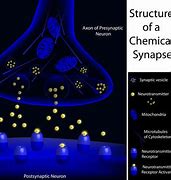 Image result for Synaptic Consolidation