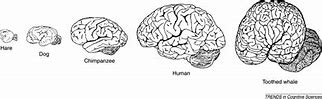 Image result for Human Brain and Universe