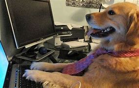 Image result for Dog Typing On Computer Meme