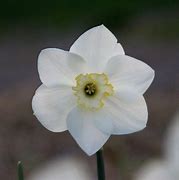 Image result for Narcissus Park Springs