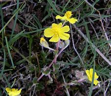 Image result for Helianthemum canum