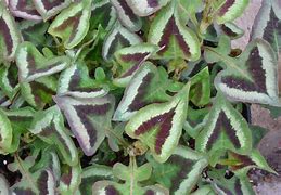 Persicaria microcephala Purple Fantasy に対する画像結果