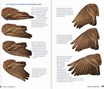 Image result for Wings Folded in Front