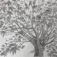 Image result for Japanese Maple Tree Drawing