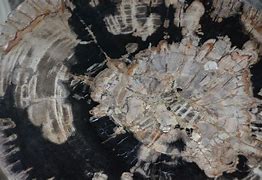 Image result for Petrified Wood Texture