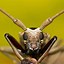 Image result for Macro Photography Animals