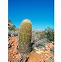 Image result for Barrel Cactus New Mexico