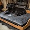 Image result for Coolest Dog Beds