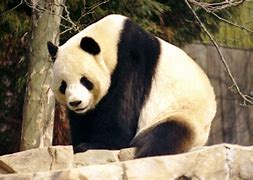 Image result for Wild Giant Panda