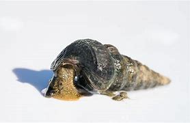 Image result for 1 Meter Long Snail