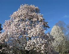 Risultato immagine per Magnolia wadas memory