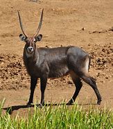 Image result for Mount Kenya Animals