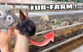 Image result for Rabbit Fur Farm