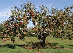 Image result for Alabama Fruit Trees Red Apple