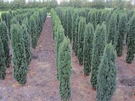 Image result for Taxus baccata Fast. Robusta