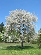 Image result for Prunus avium Bigarreau Helshoven