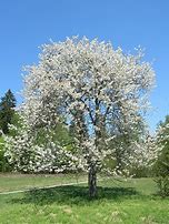 Bildergebnis für Prunus avium Reuzenkers