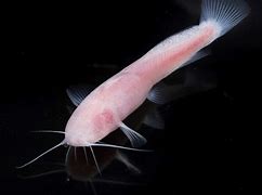 Image result for Mexiacan Cave Fish with No Eyes