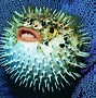 Image result for Puffer Fish Wallpaper