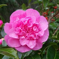 Bildergebnis für Camellia will. Debbie