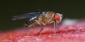 Image result for What Do Gnats and Fruit Flies Look Like