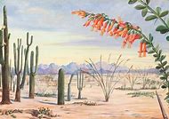 Image result for Arizona Century Plant Drawing