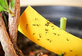 Image result for How to Get Rid of Fungus Gnats